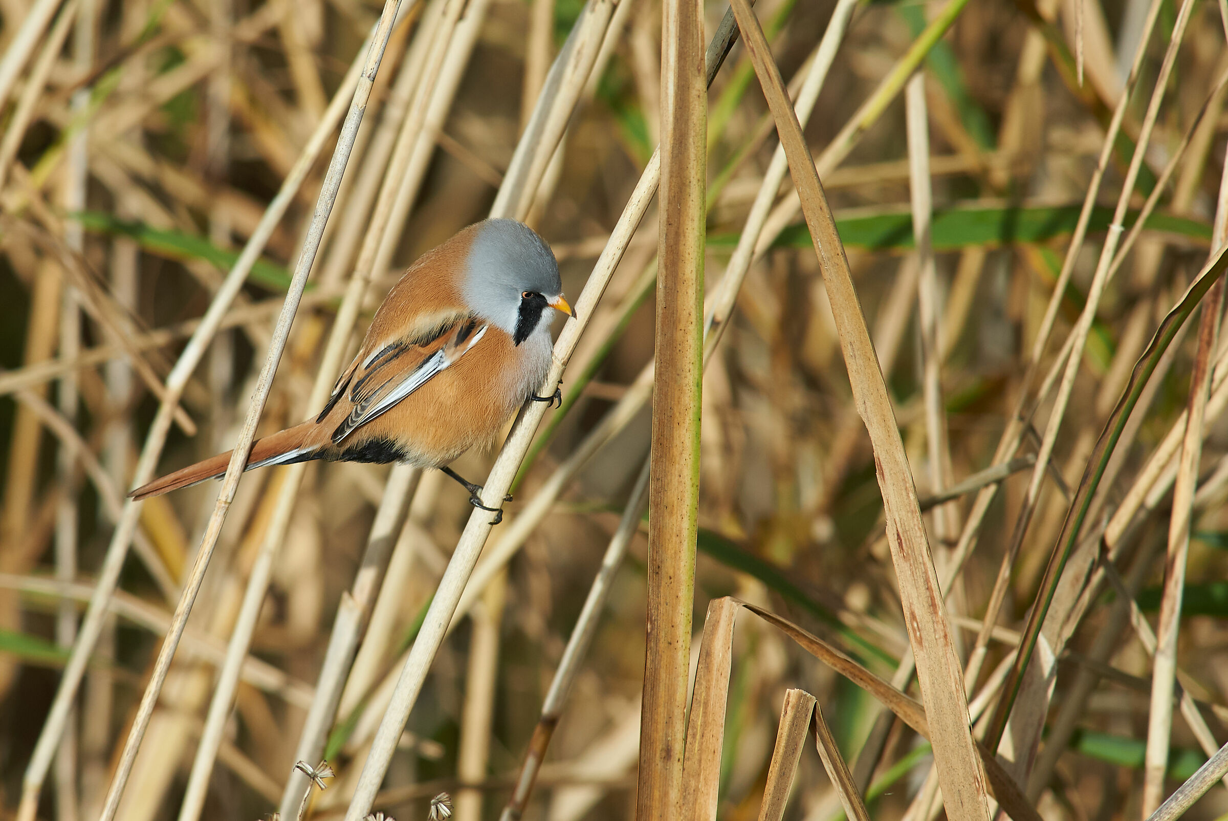 Bearded Reedling