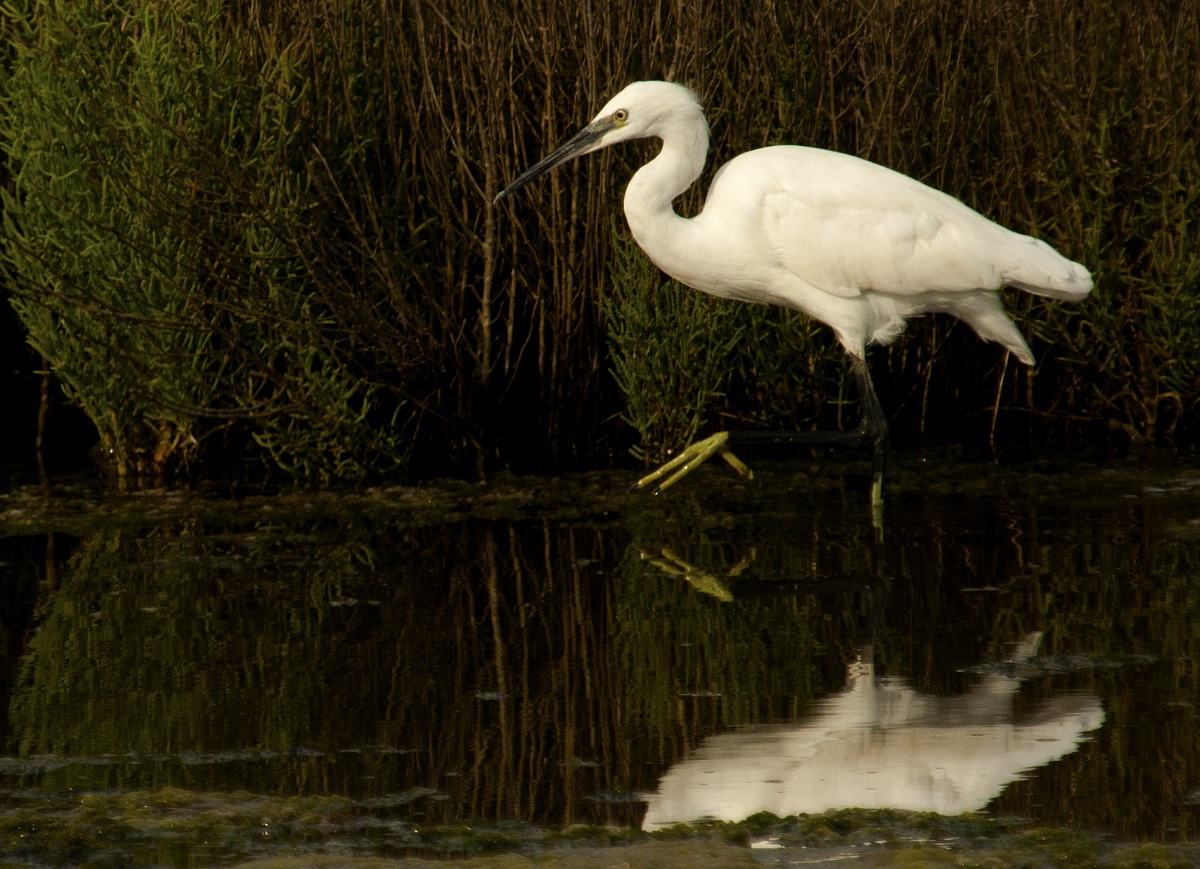 egret