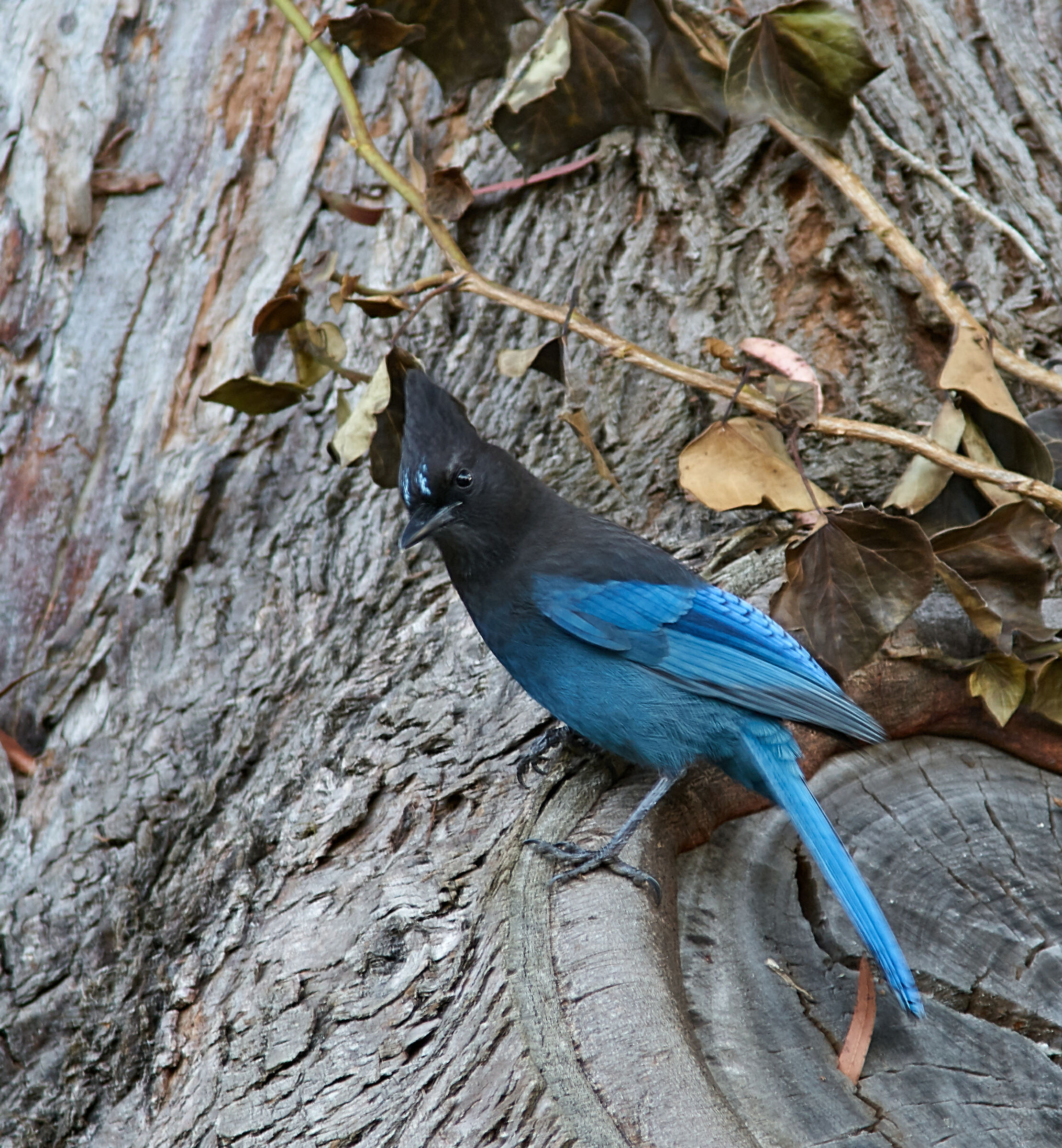 Steller's Jay