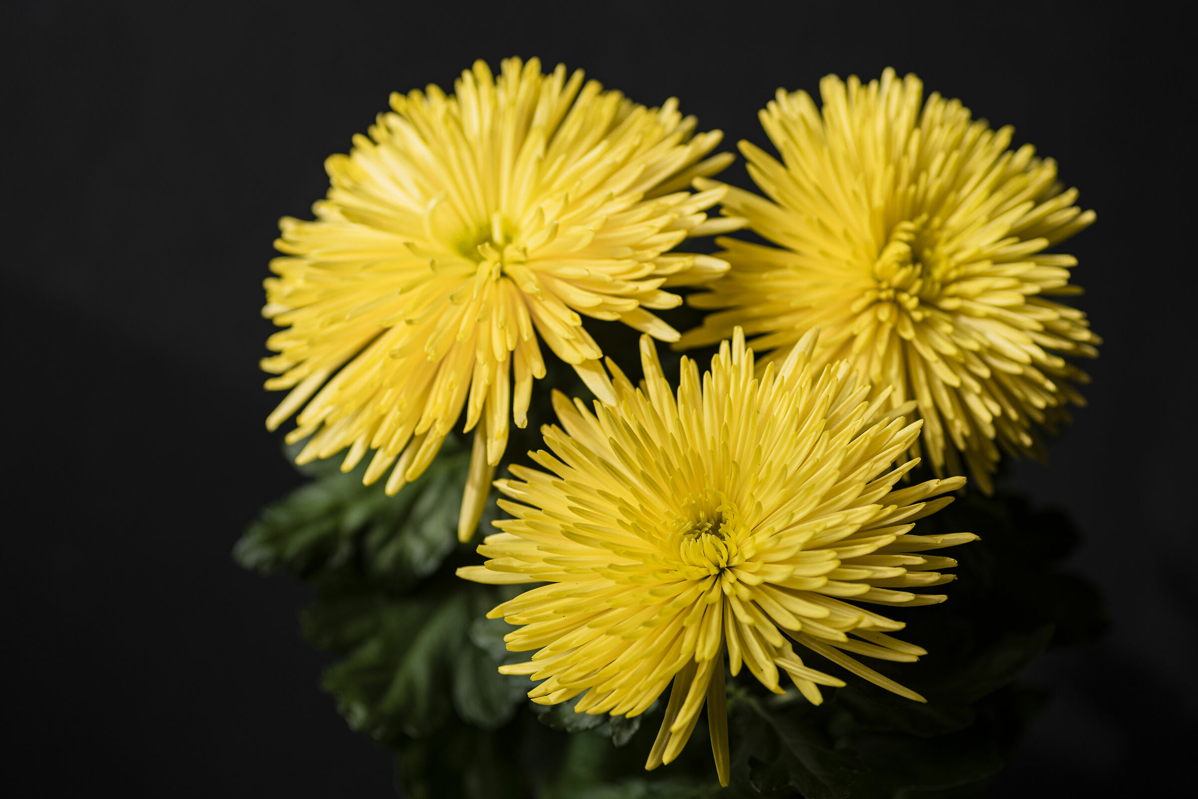 La regina dell'autunno...