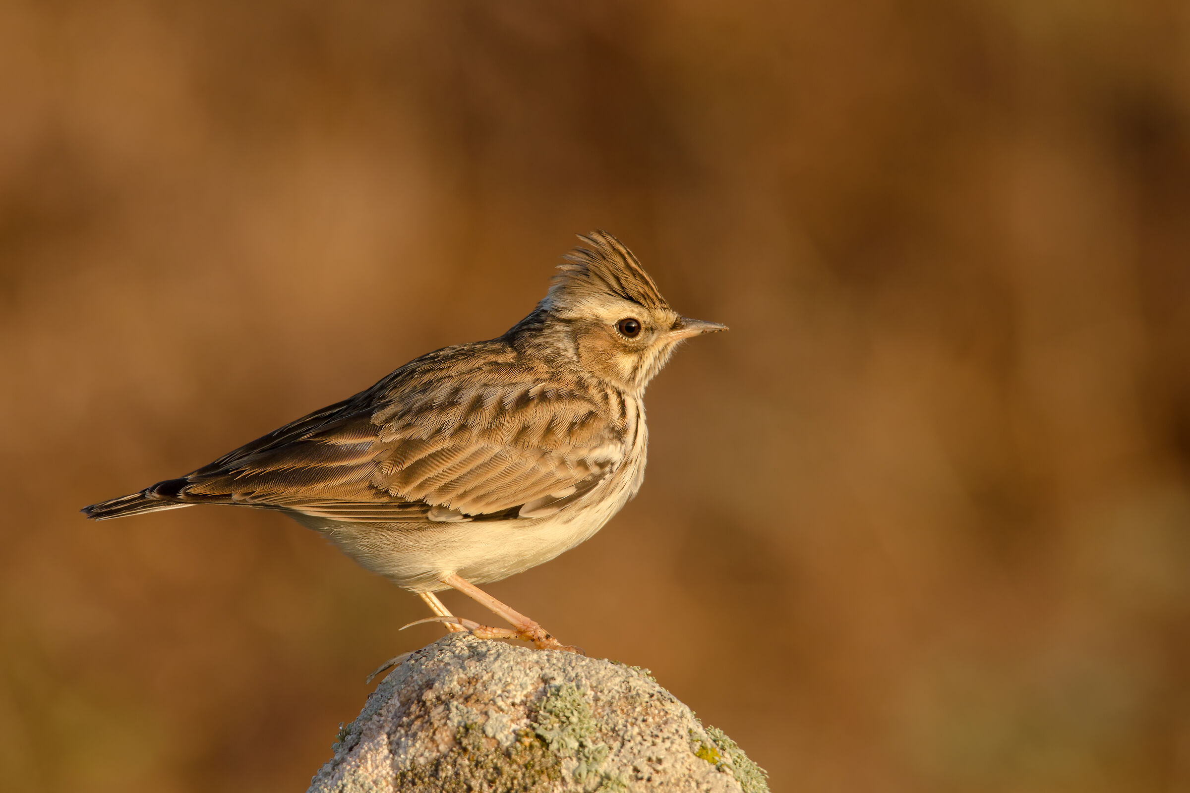 Tottavilla, Old Town