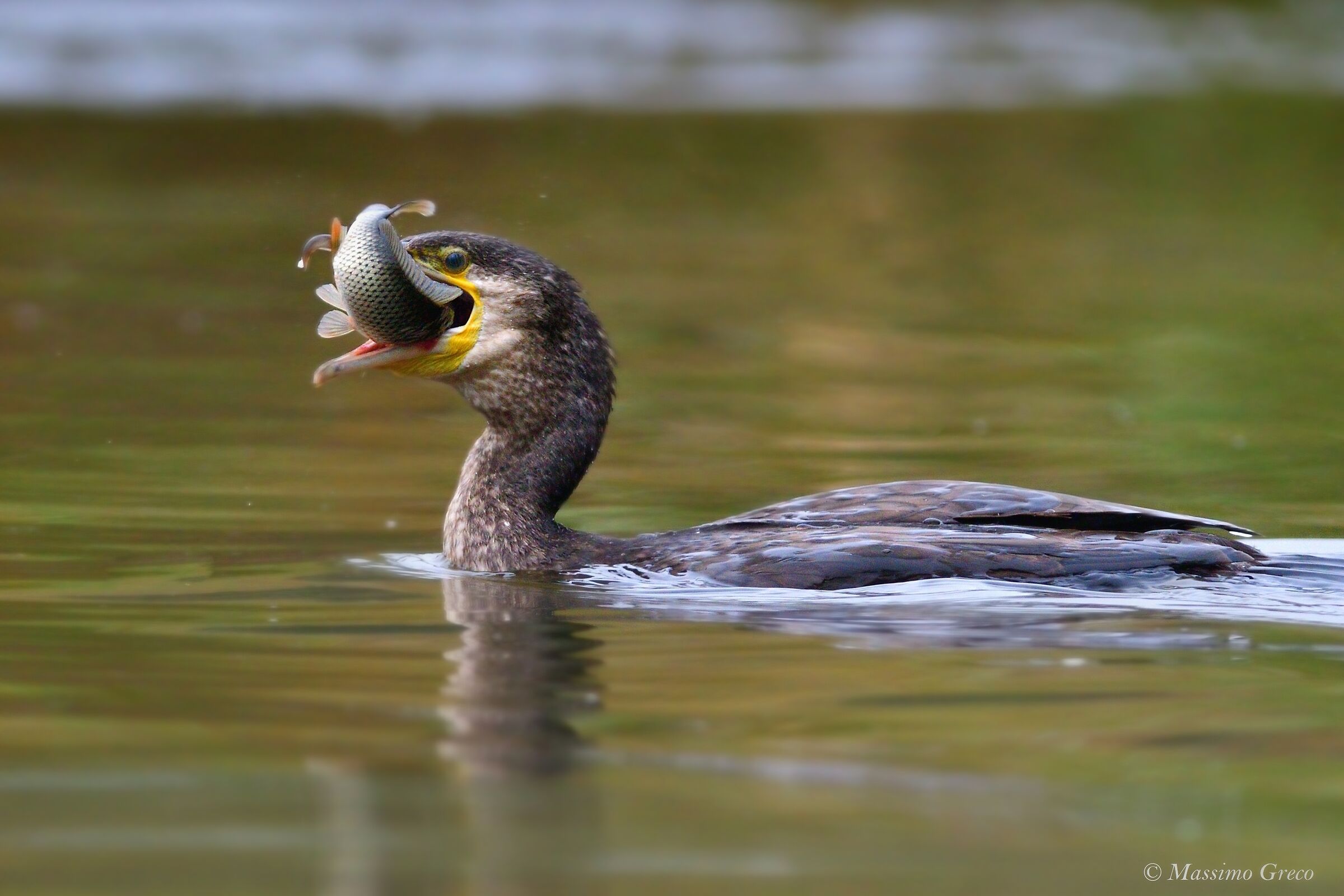 Cormoran (Phalacrocorax carbo)