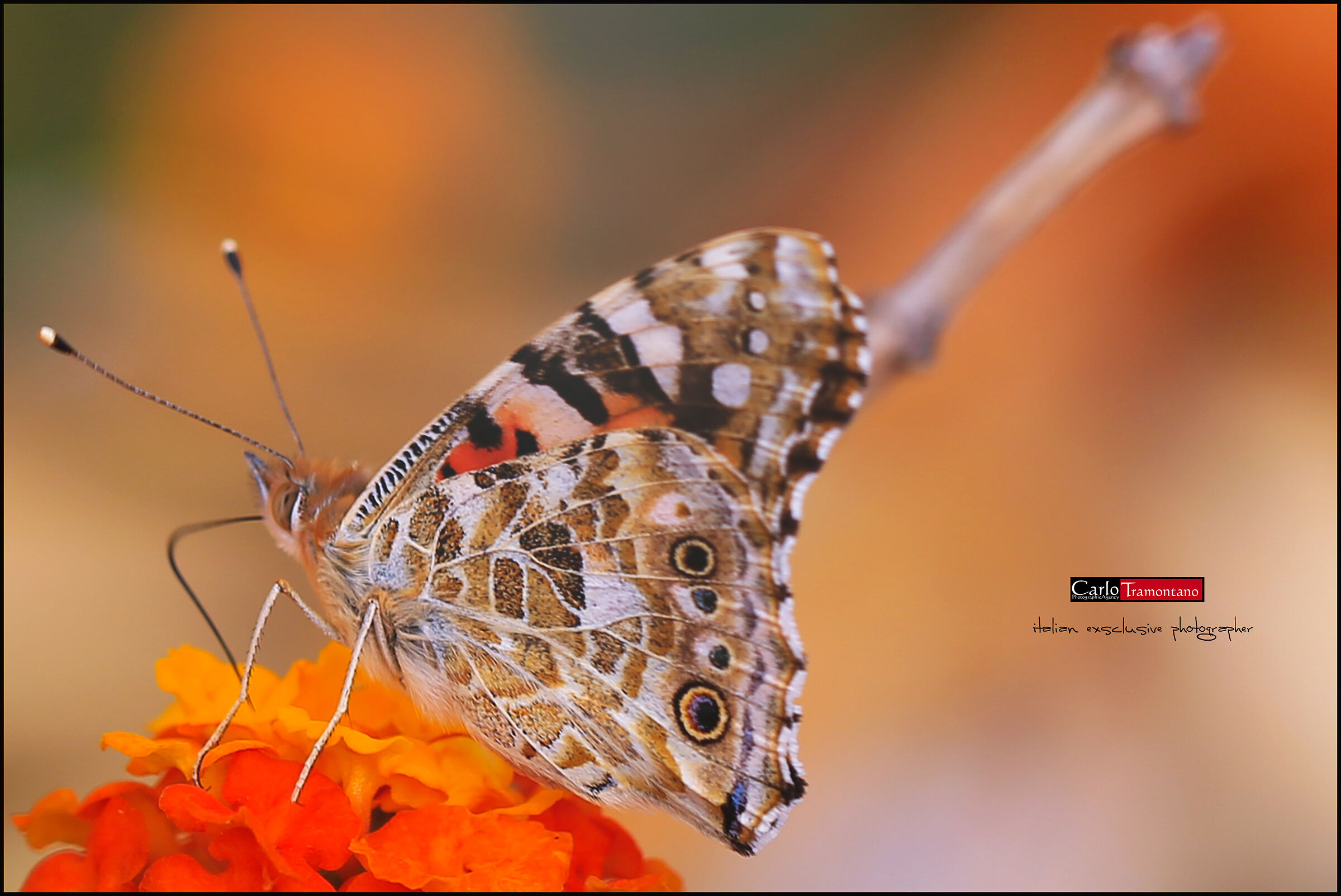 la prima volta di uno scatto macro...