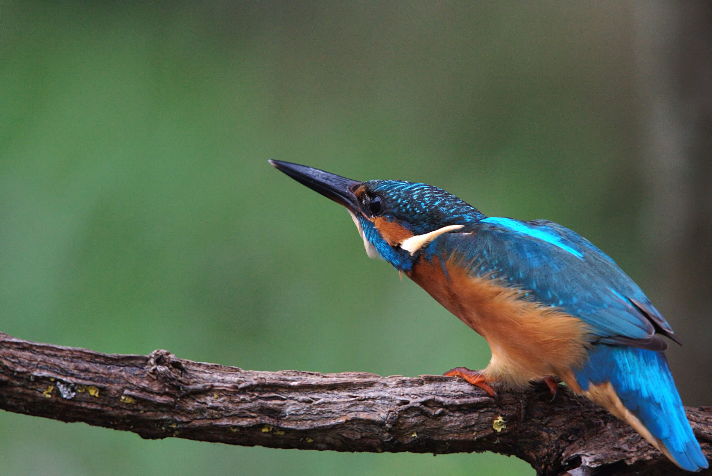 Martin Pescatore - 11,2012