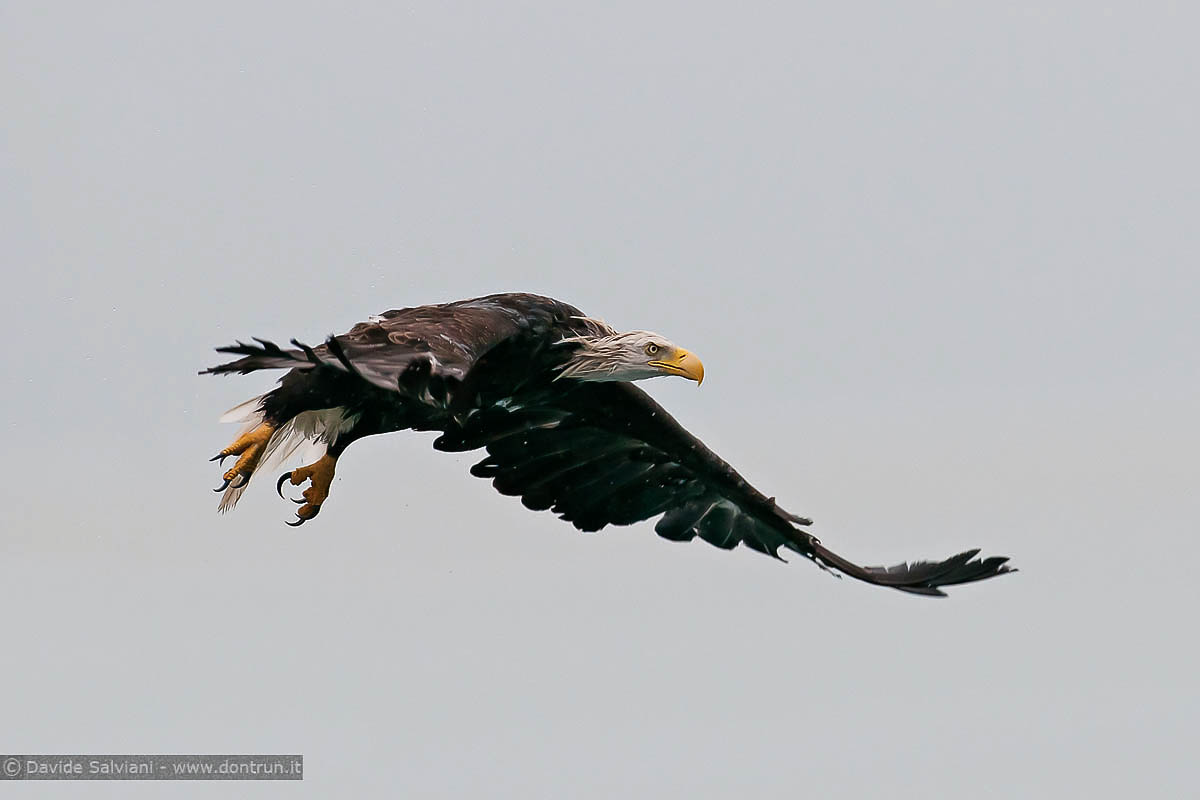 Bald Eagle - Prince William Sound, Alaska
