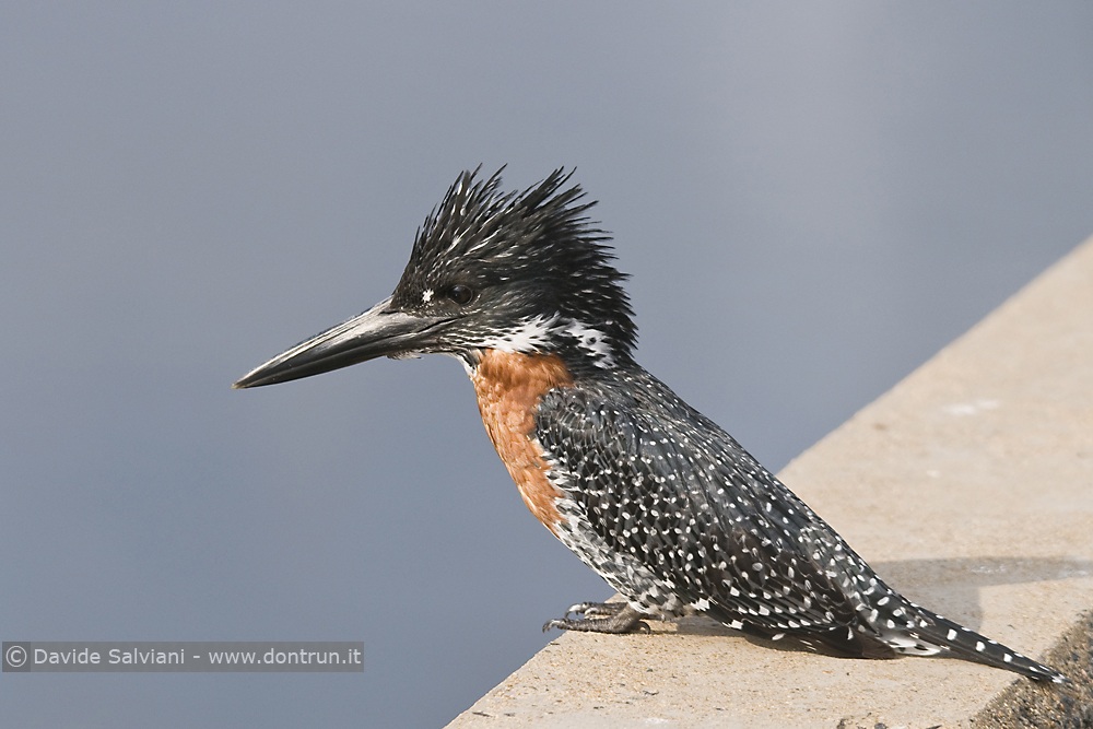 Giant Kingfisher - Kruger NP, South Africa