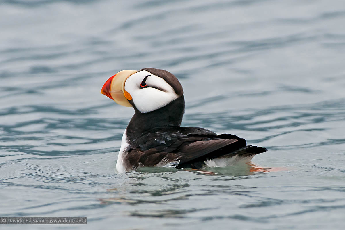 Horned Puffin