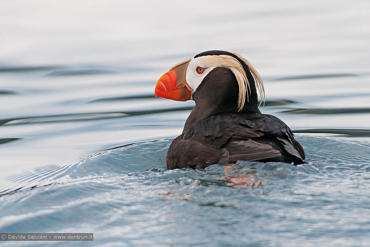 Tufted Puffin