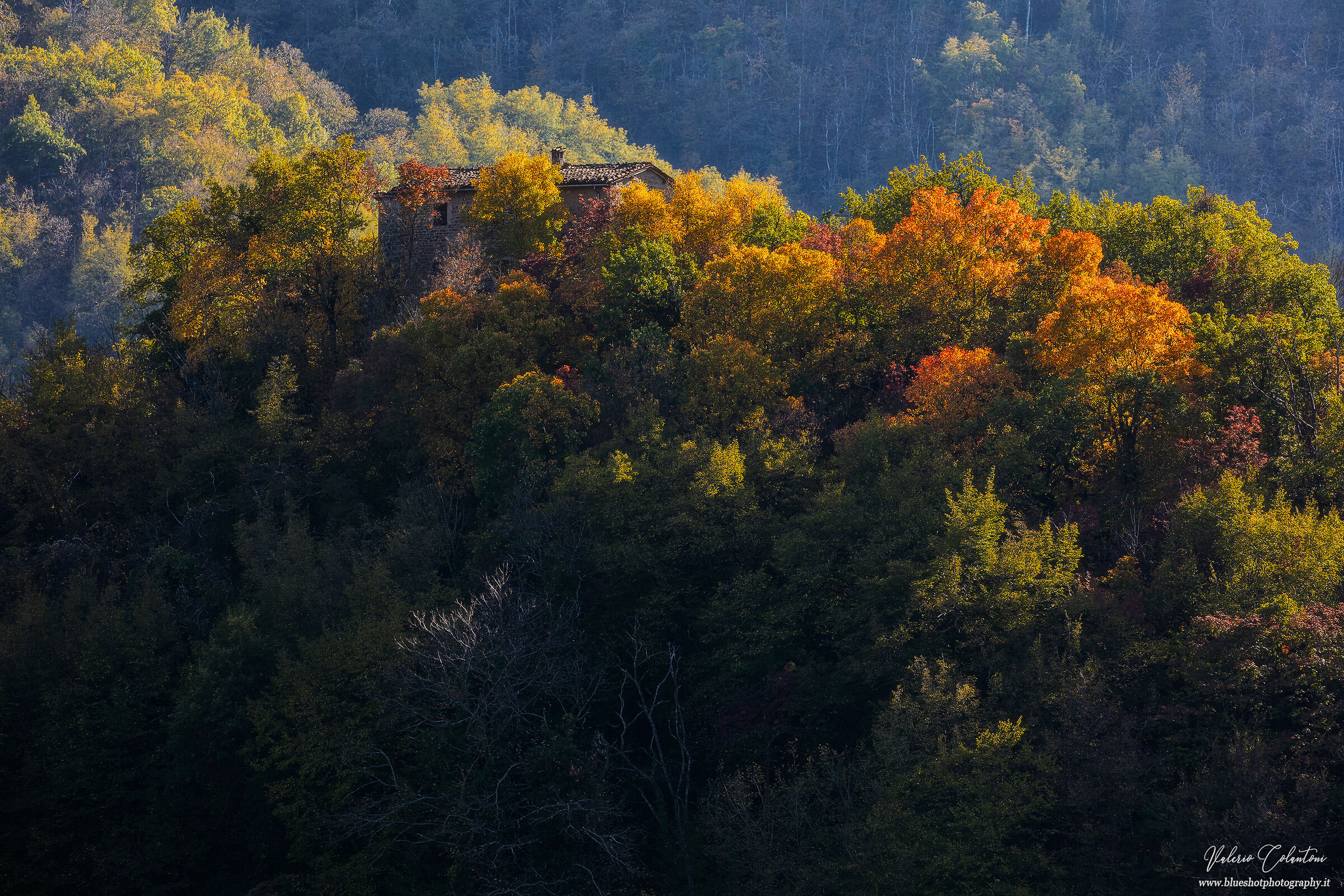 The house in the forest...
