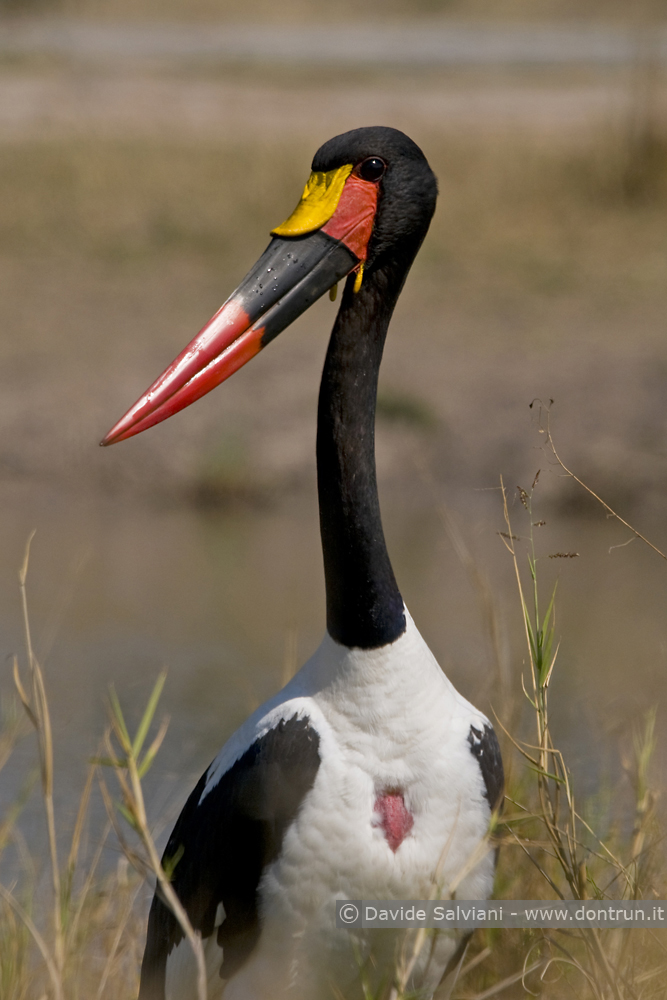 Saddle billed Stork