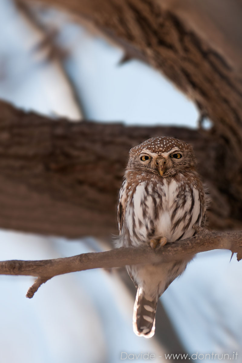 Pearl spotted Owl