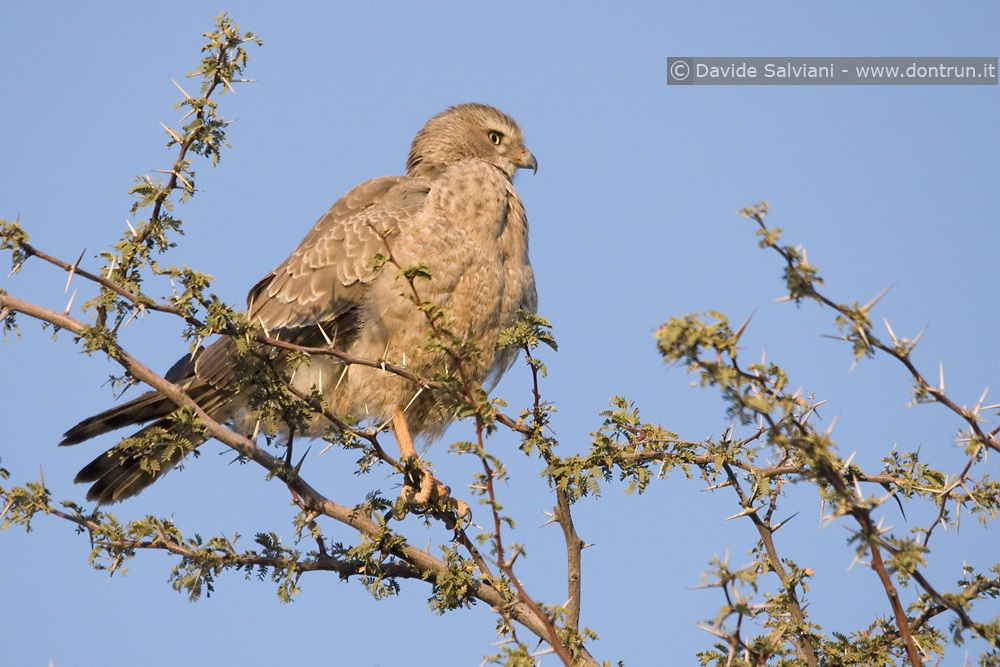 Pale chanting goshawk (juvenile)