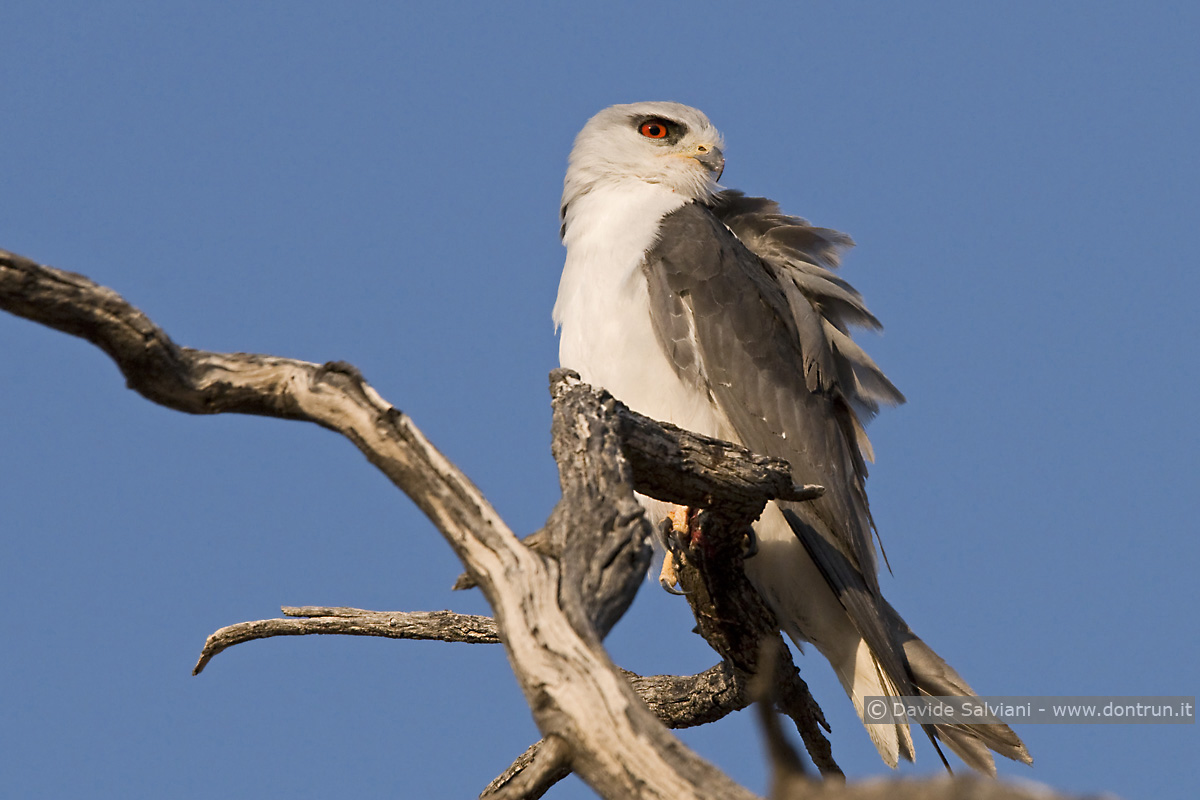 Black shouldered Kite