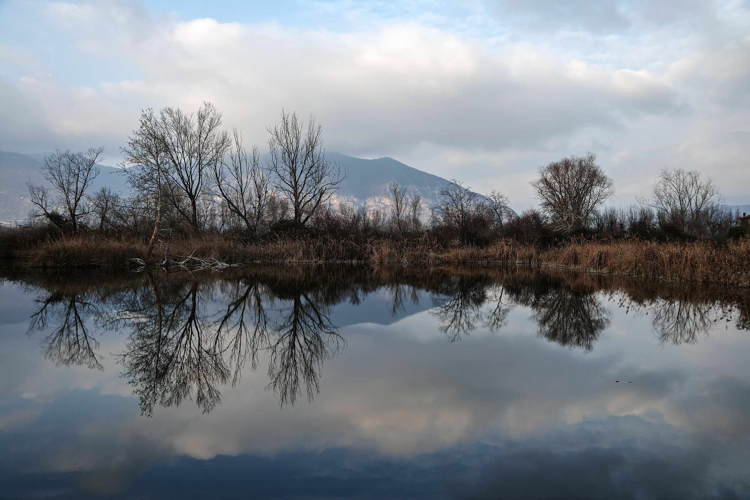 Rami,nuvole,riflessi e pensieri
