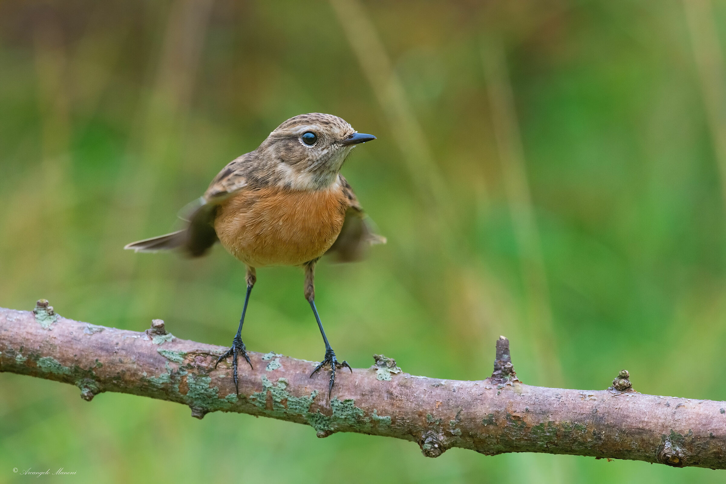 Flight frenzy for this young man of saltimpalo