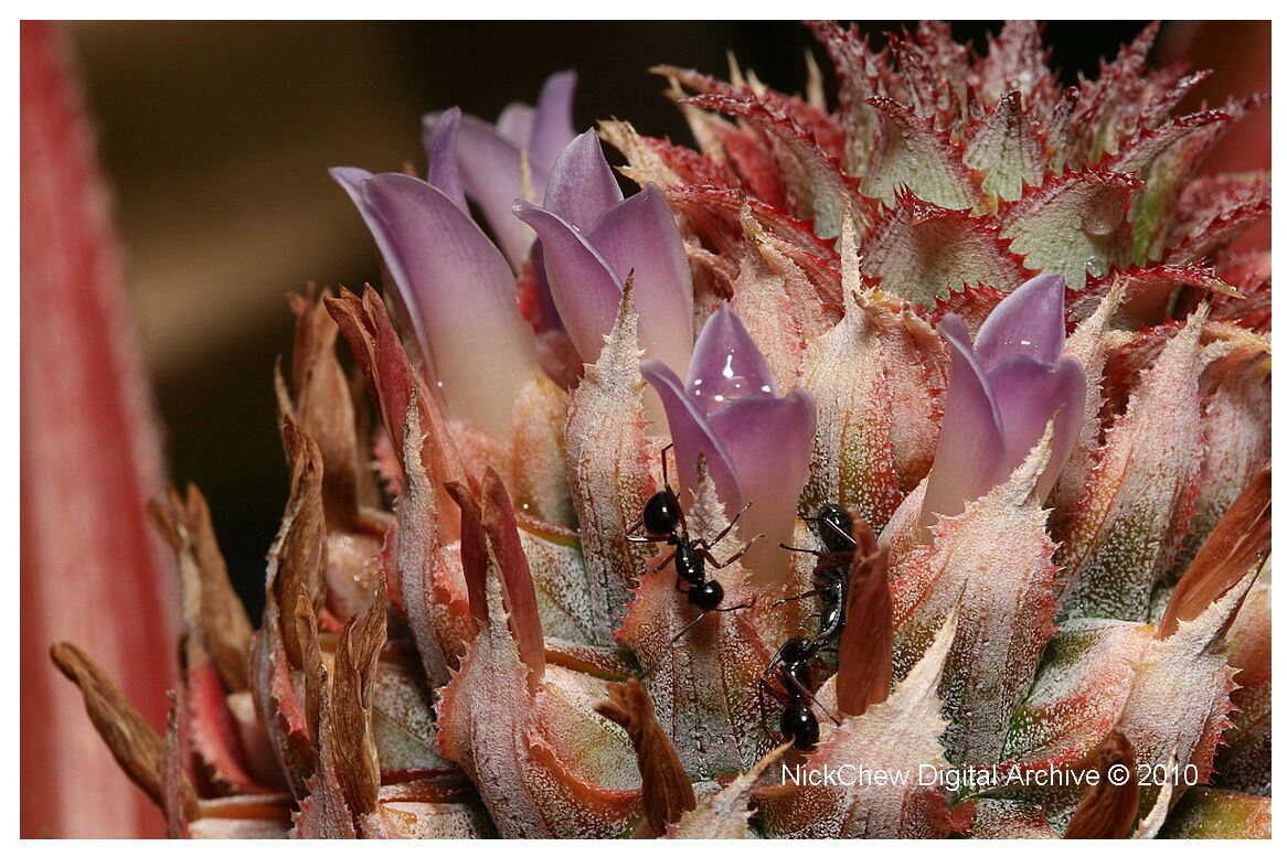 Formiche su fiori di ananas