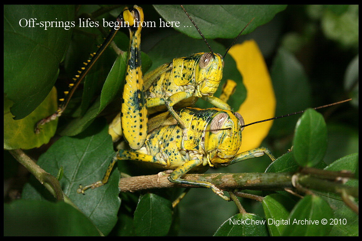 Accoppiamento di cavalletta