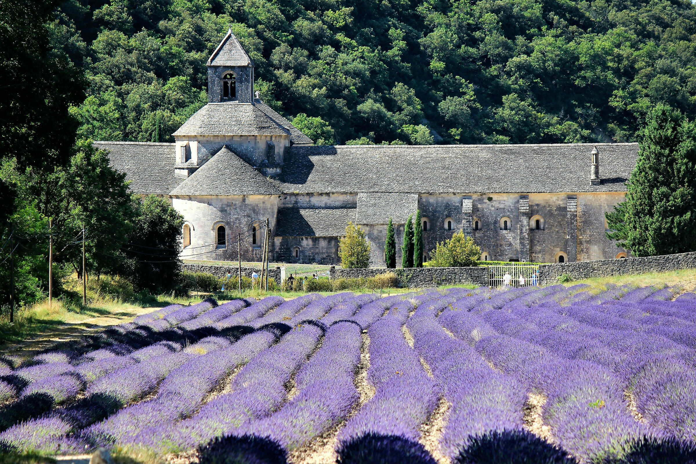 what a show all lavender