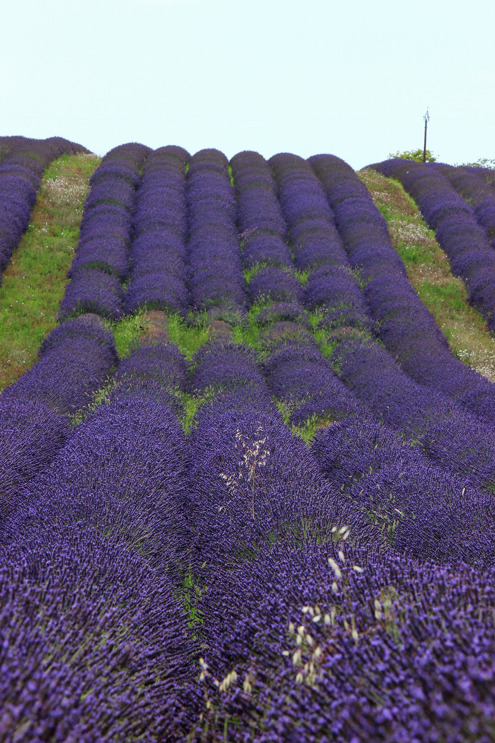 Lavender