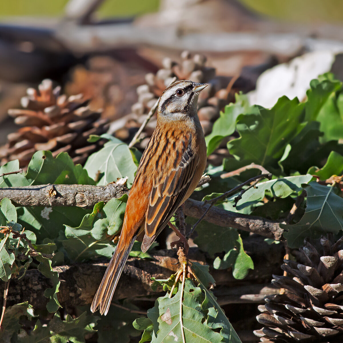 Zigolo Muciatto - Emberiza cia