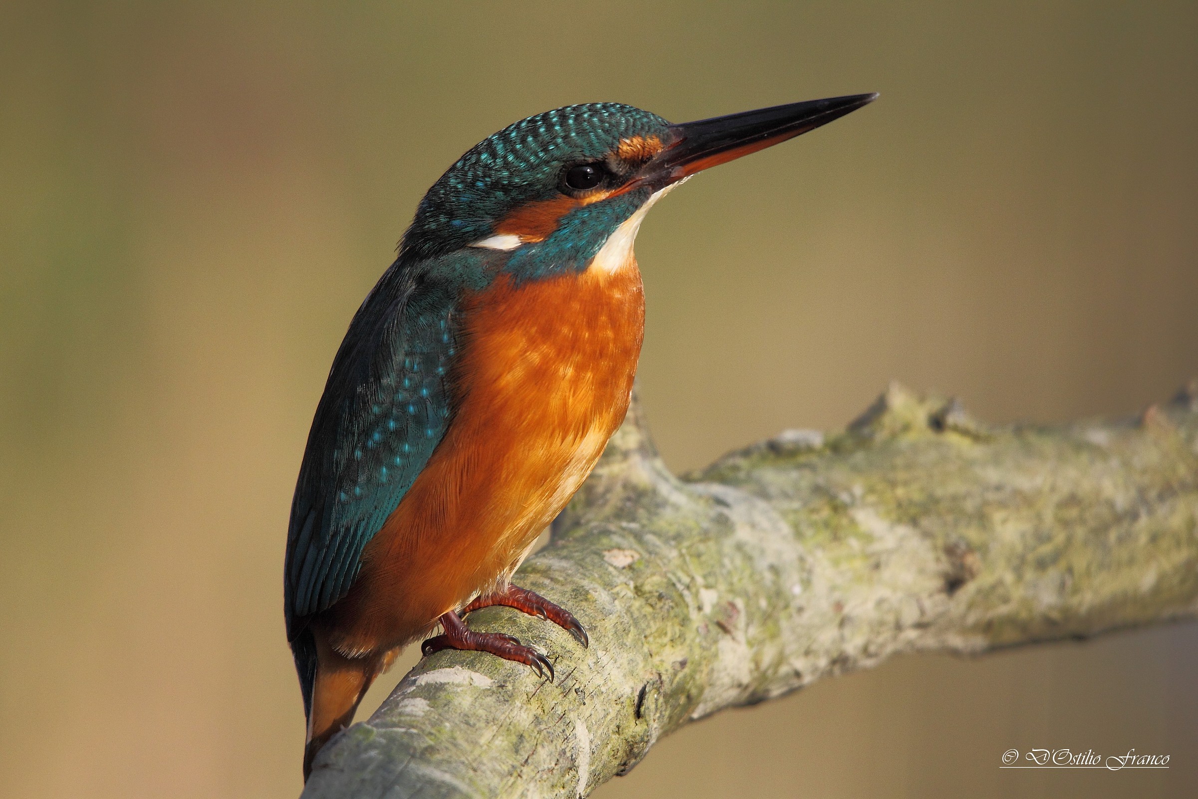 Kingfisher