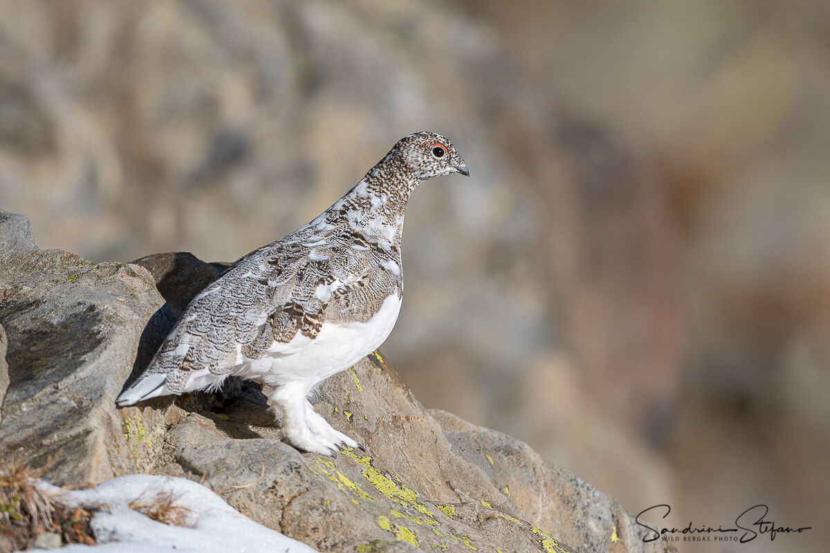 White partridge