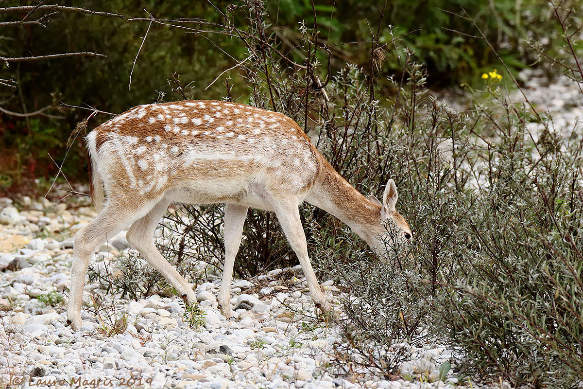 A polka dot mantle