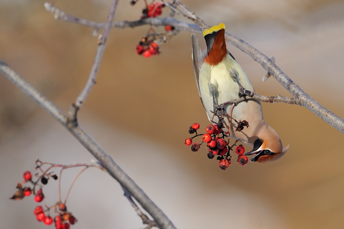 Waxwing .... the meal