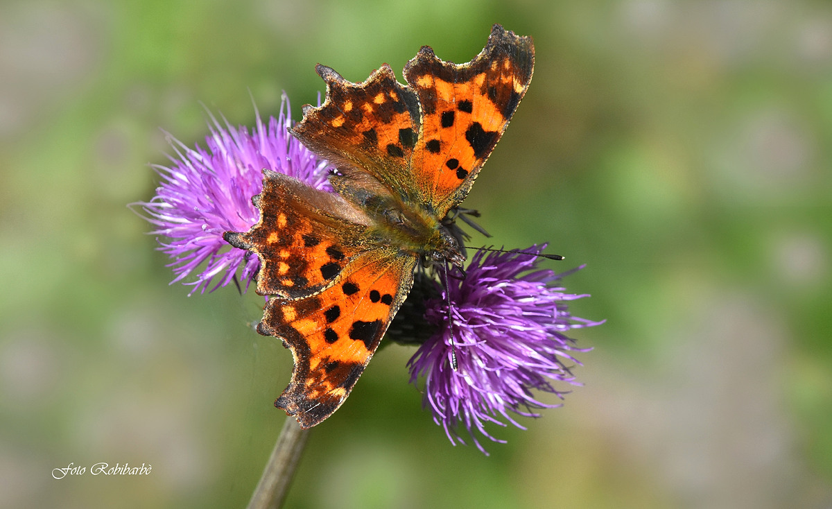 Vanessa "C" white...