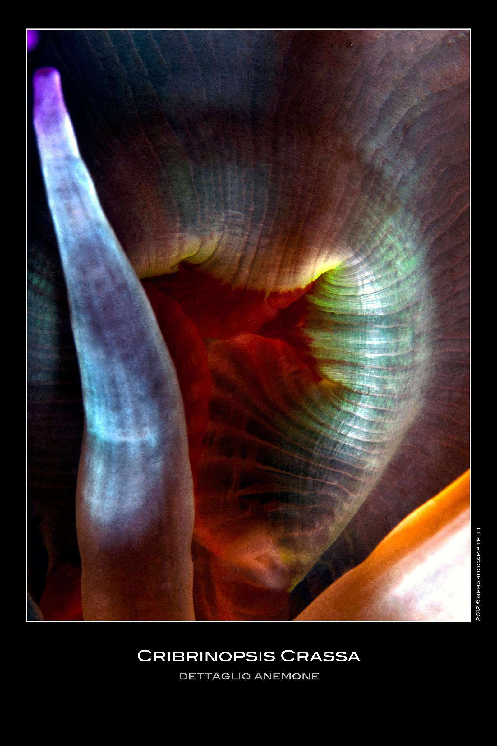 particular anemone mouth