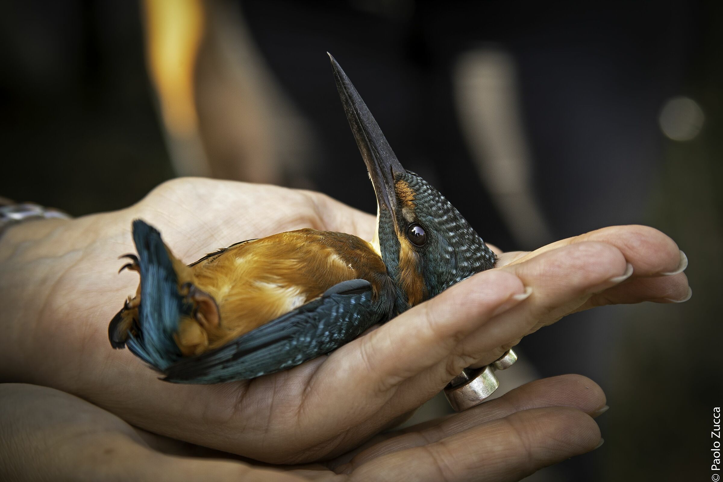 The fisherman's tanatosis