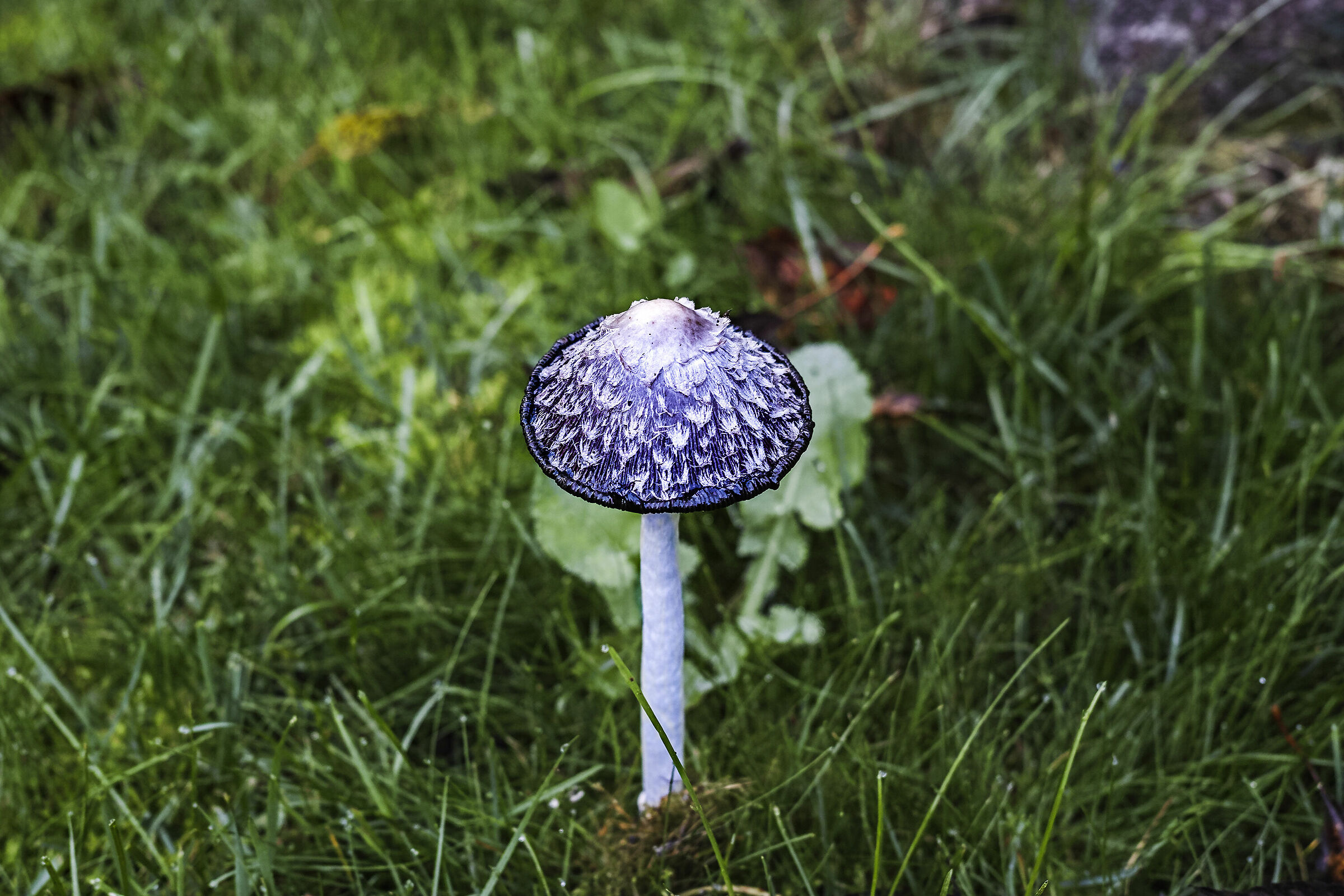 Mushrooms in the garden