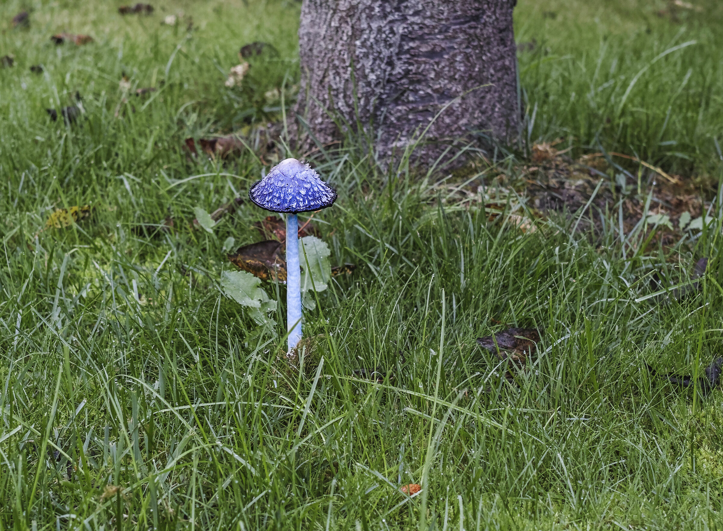 Mushroom all alone