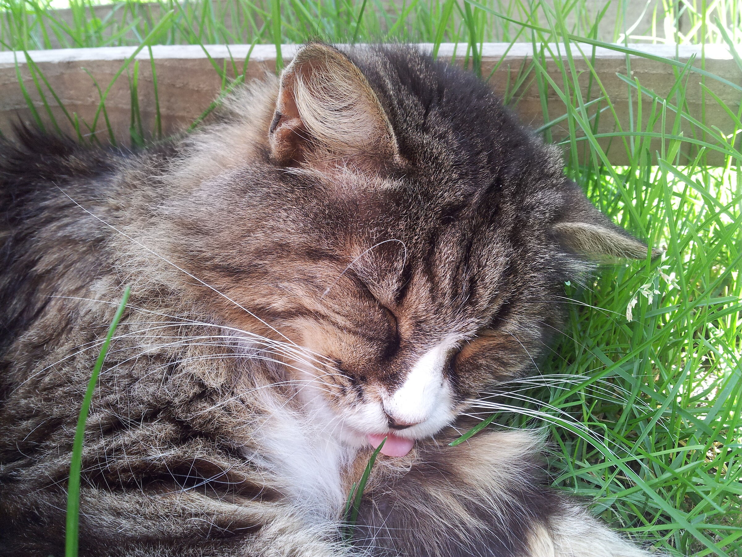 cat kitten 21 years 6/06/2016