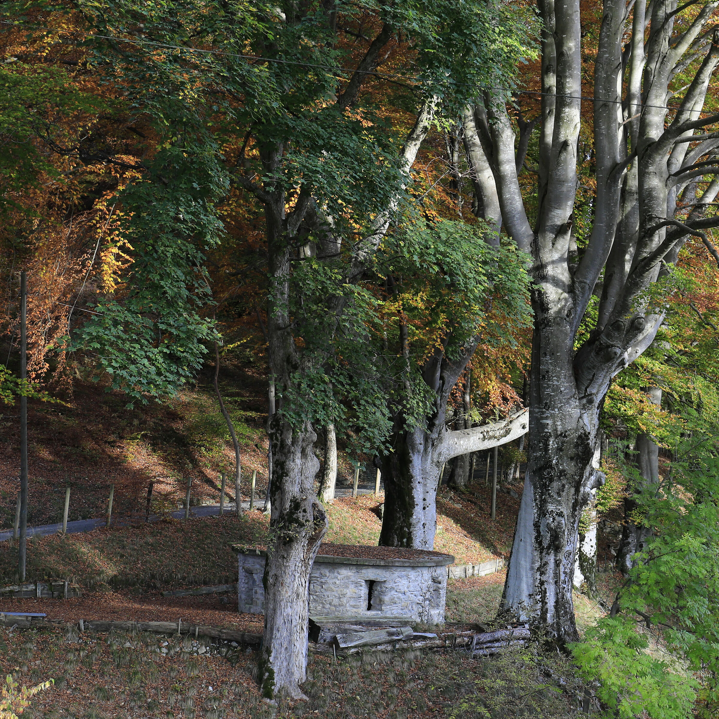 Testimony of the past