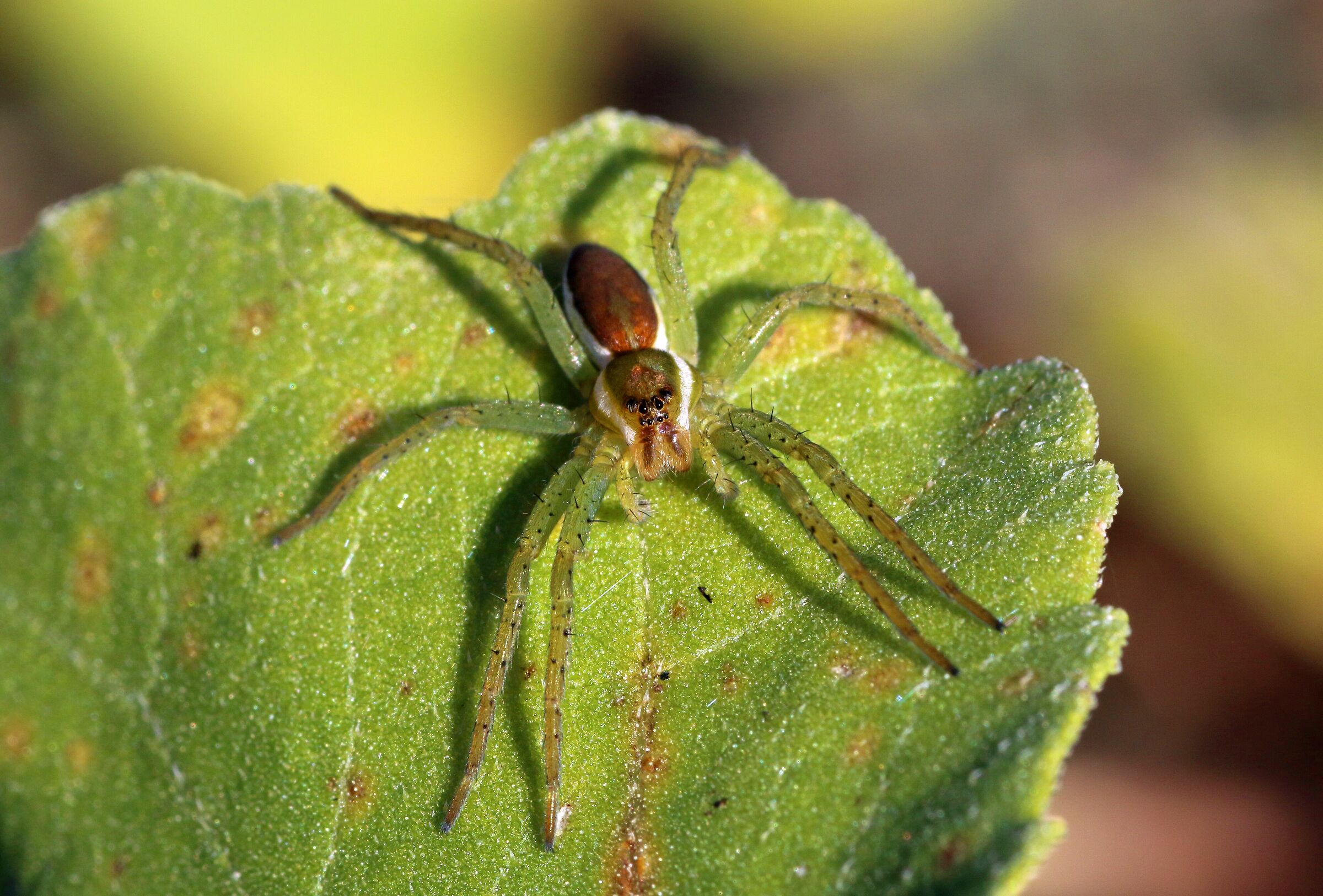 Ragno pescatore - Dolomedes fimbriatus