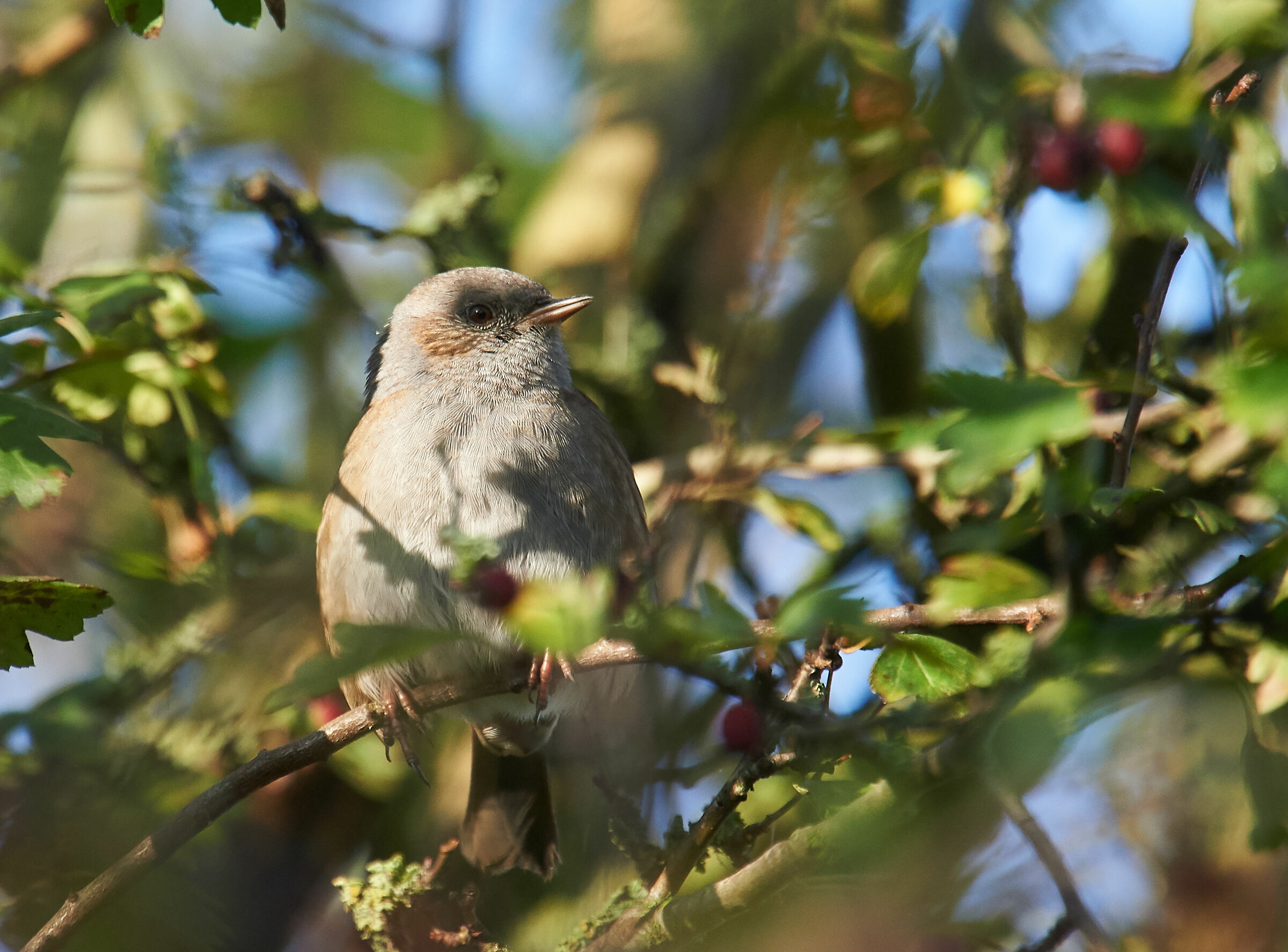 Dunnock