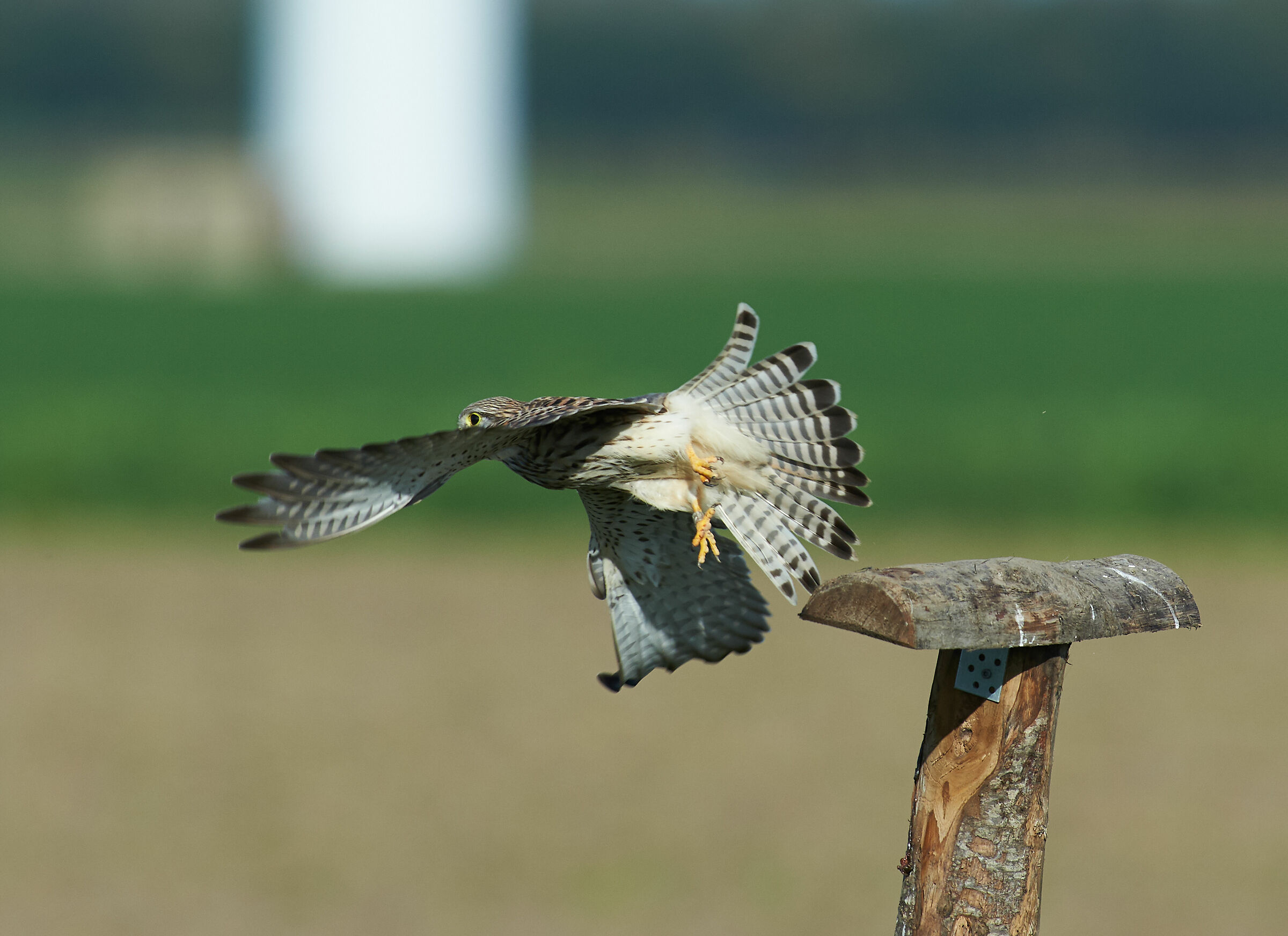 European Kestrel