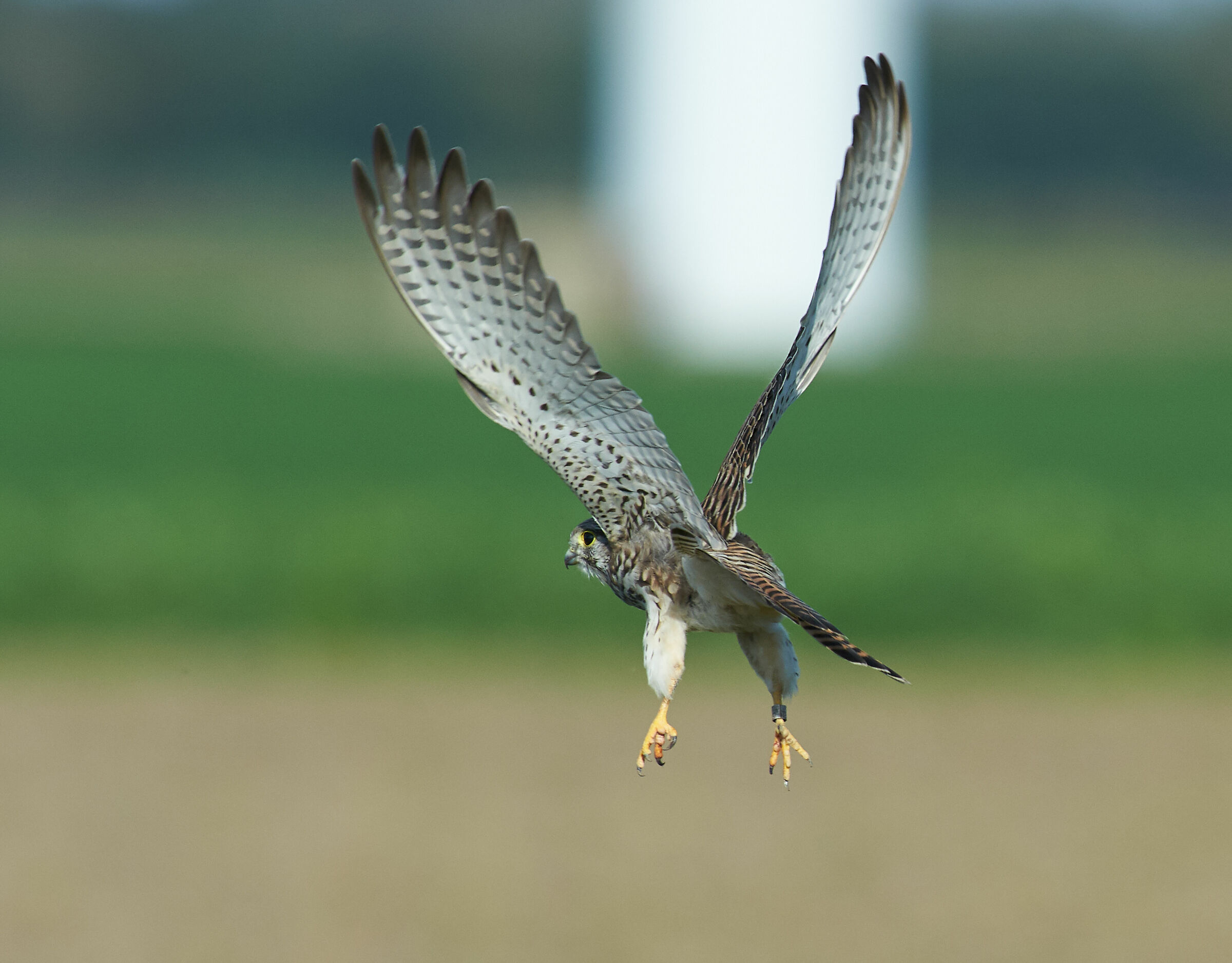 European Kestrel