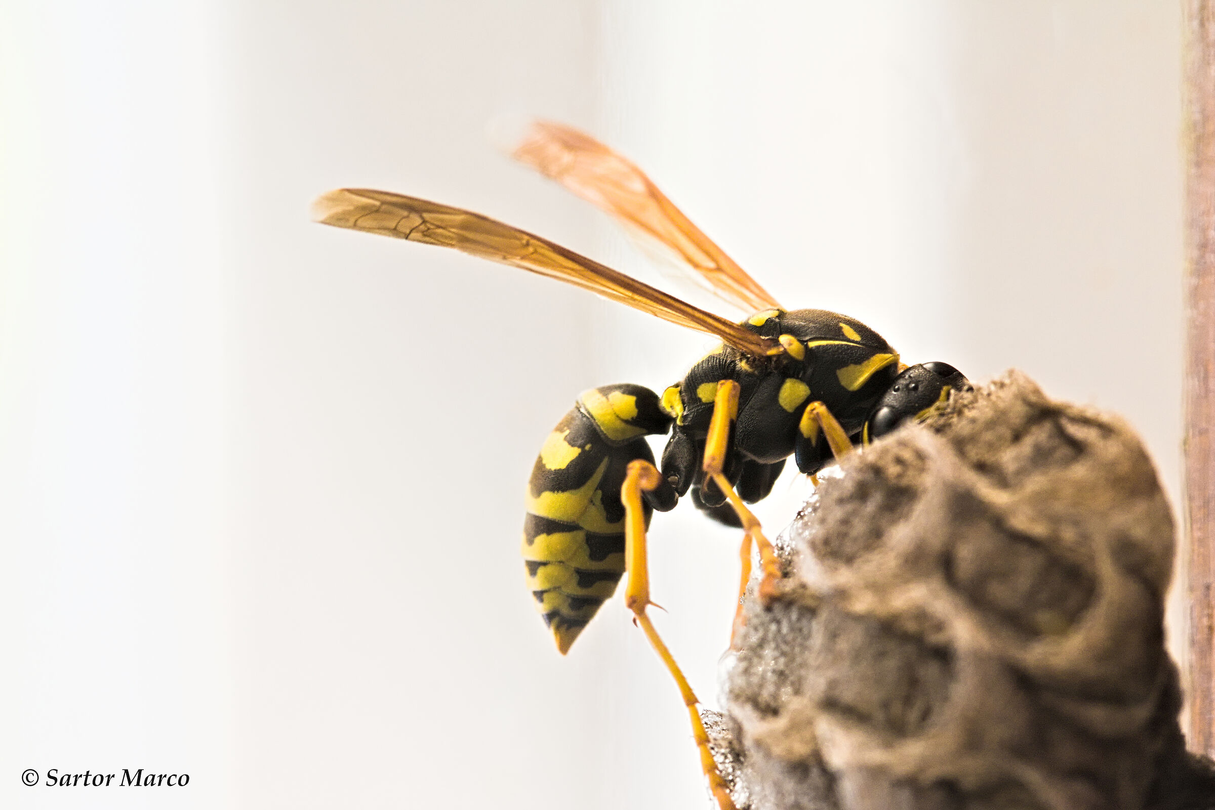 Wasp