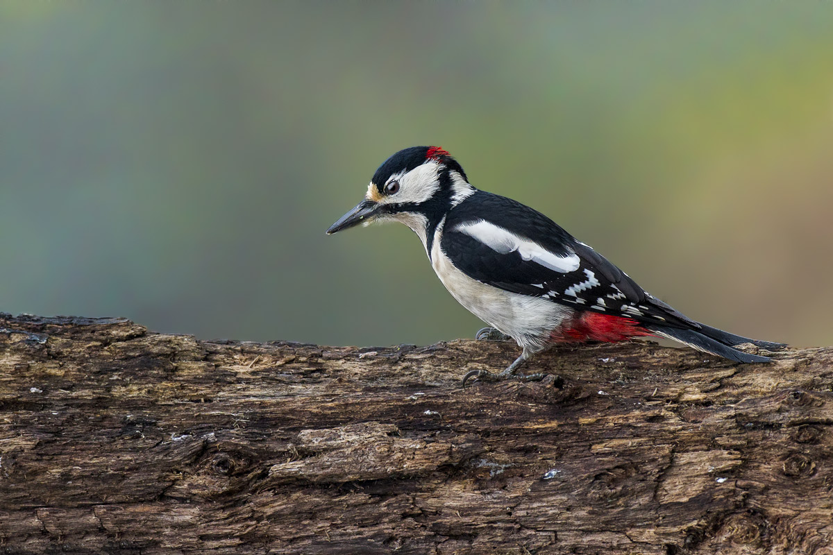 Rosso Maggiore in orizzontale