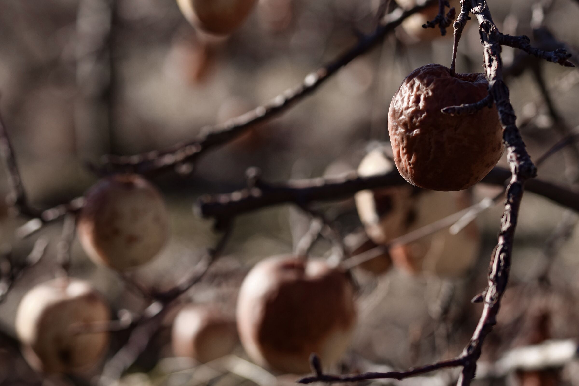 Signs of a winter in Val di Non
