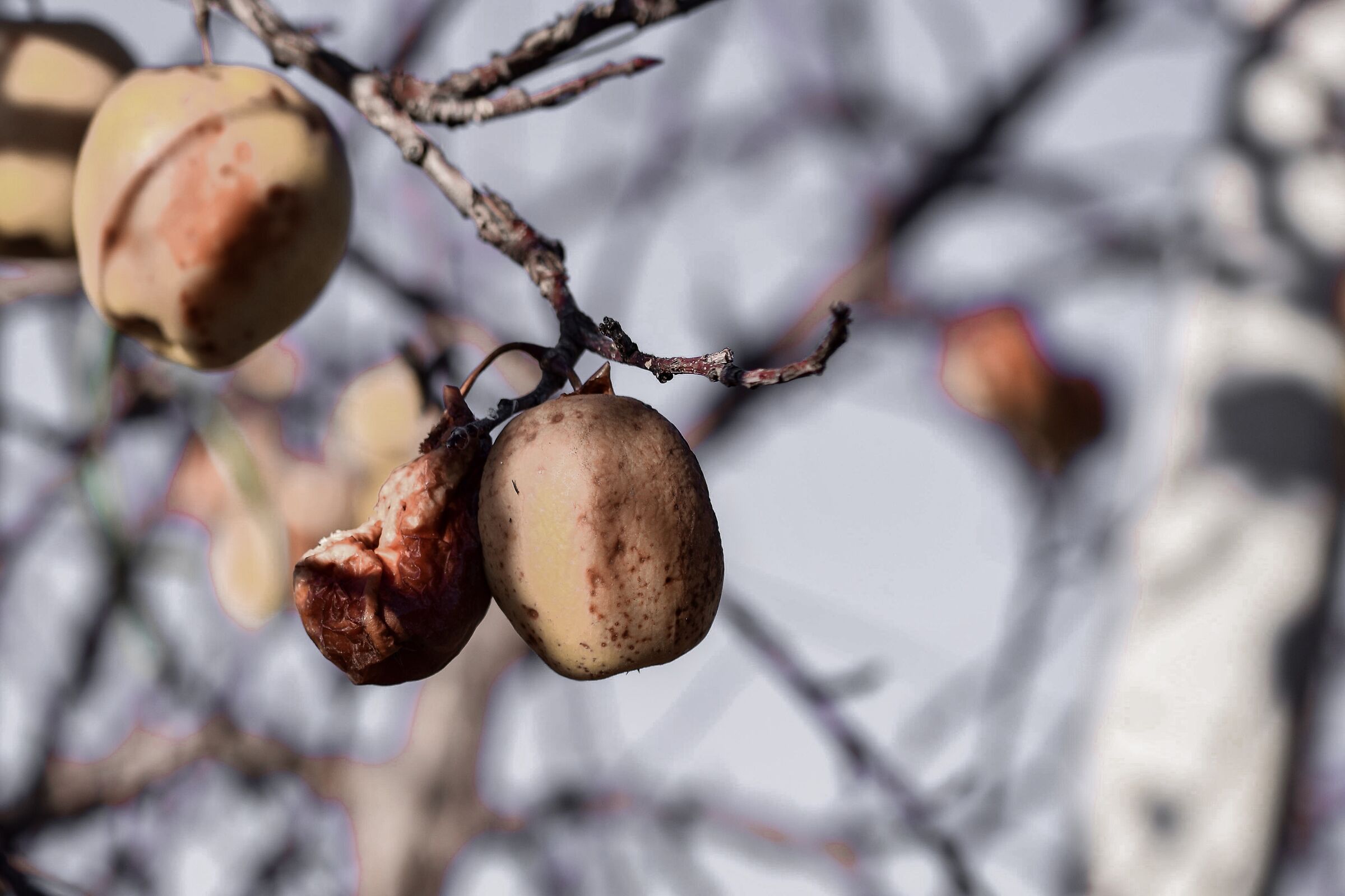 Signs of a winter in Val di Non