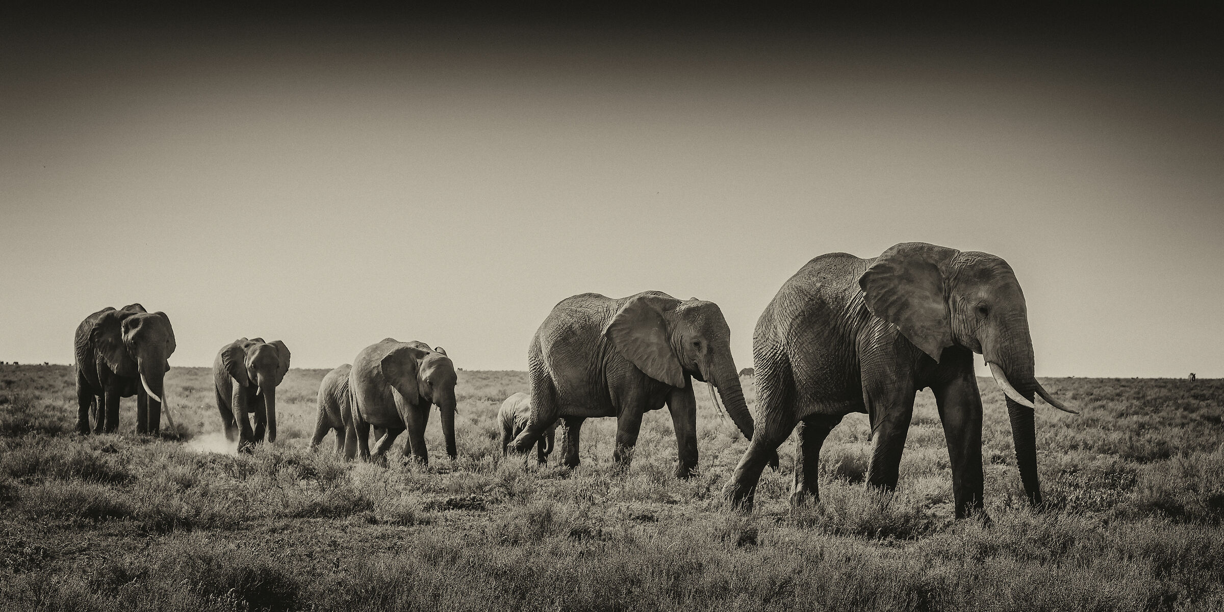 La marcia ancestrale