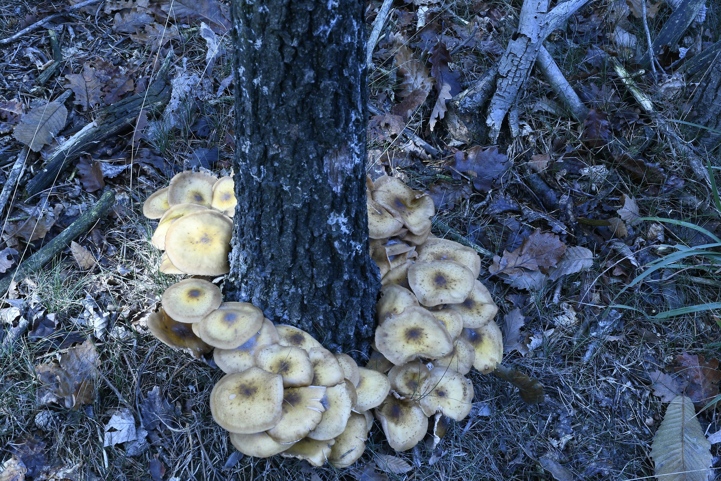 Una corona di funghi