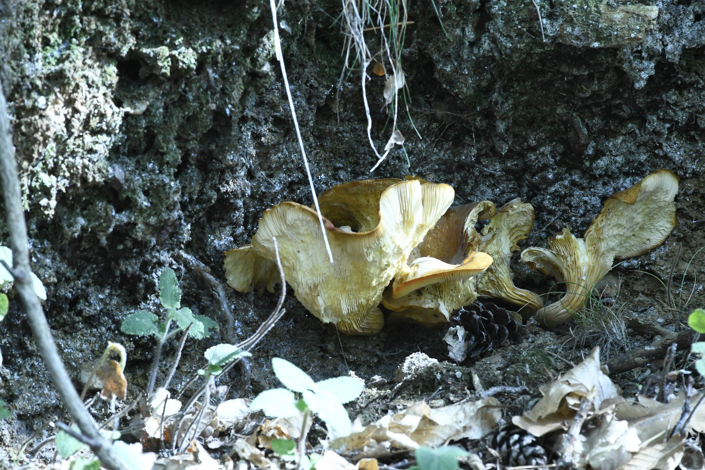 Una radice che custodisce una famiglia di funghi