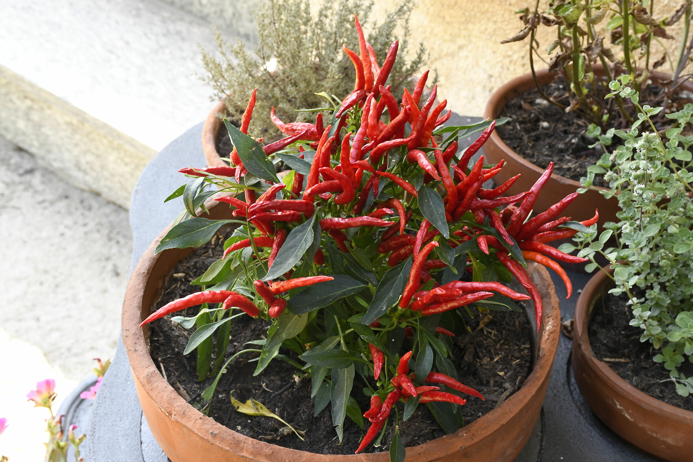 Una allegra famiglia