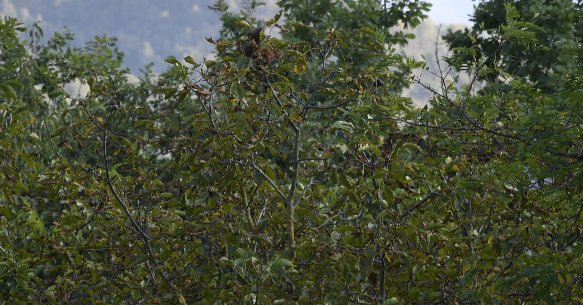 Lo scoiattolone alla ricerca di ghiande per l'inverno