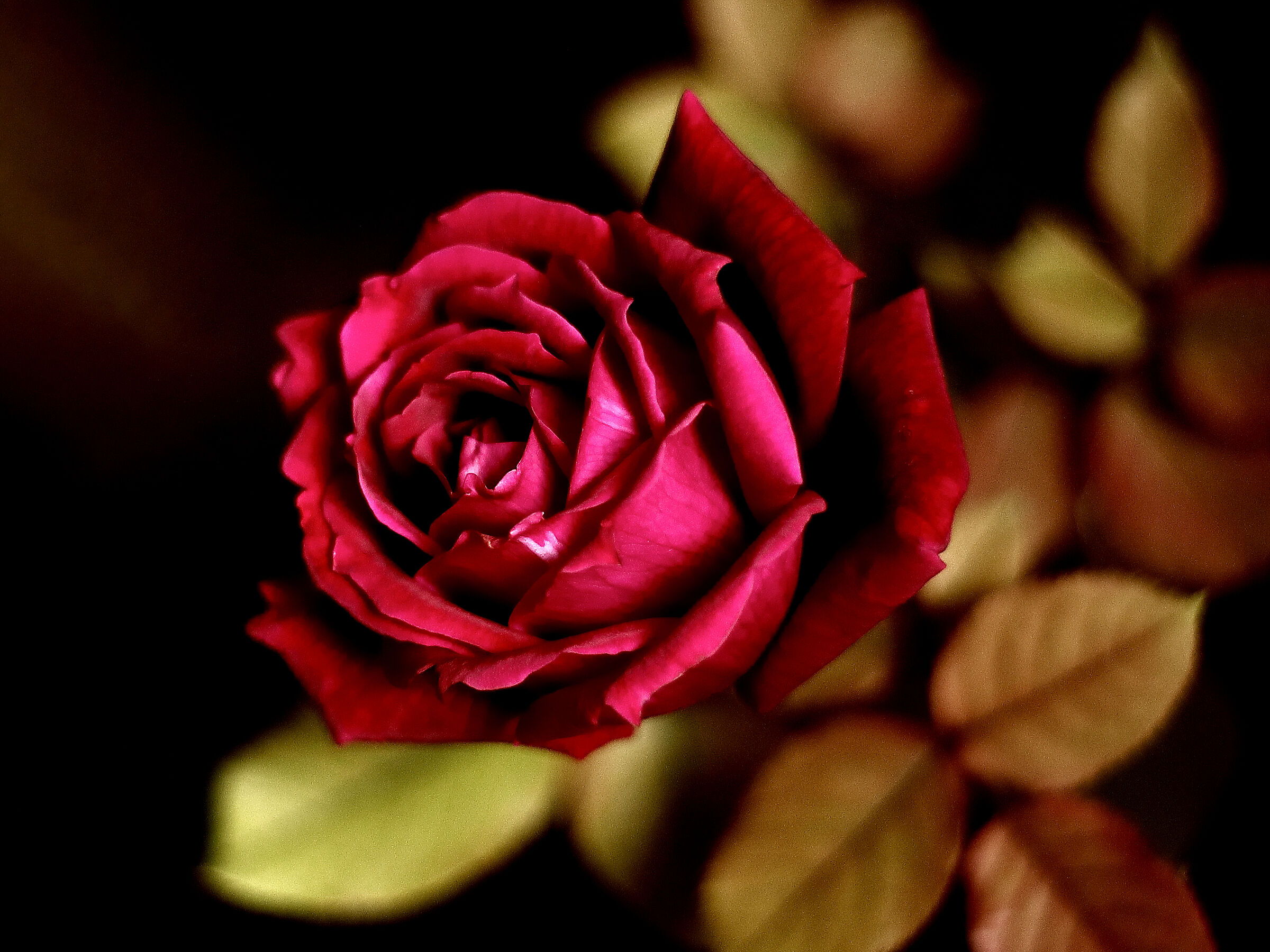 "Cazzeggiando / in autunno / una rosa / con un vintage&...