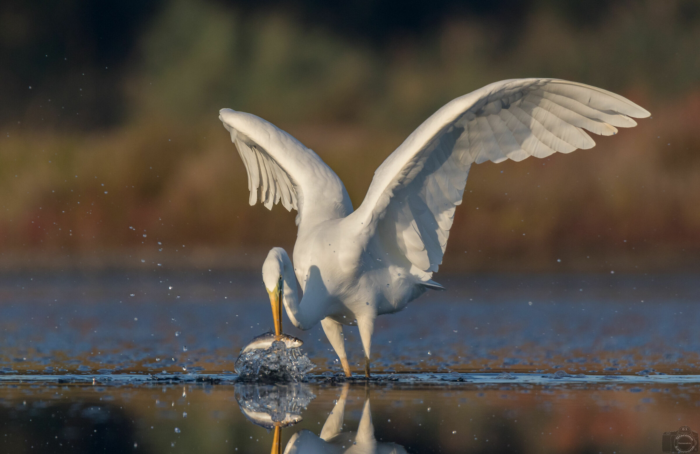 Major white heron to catch cephalus.